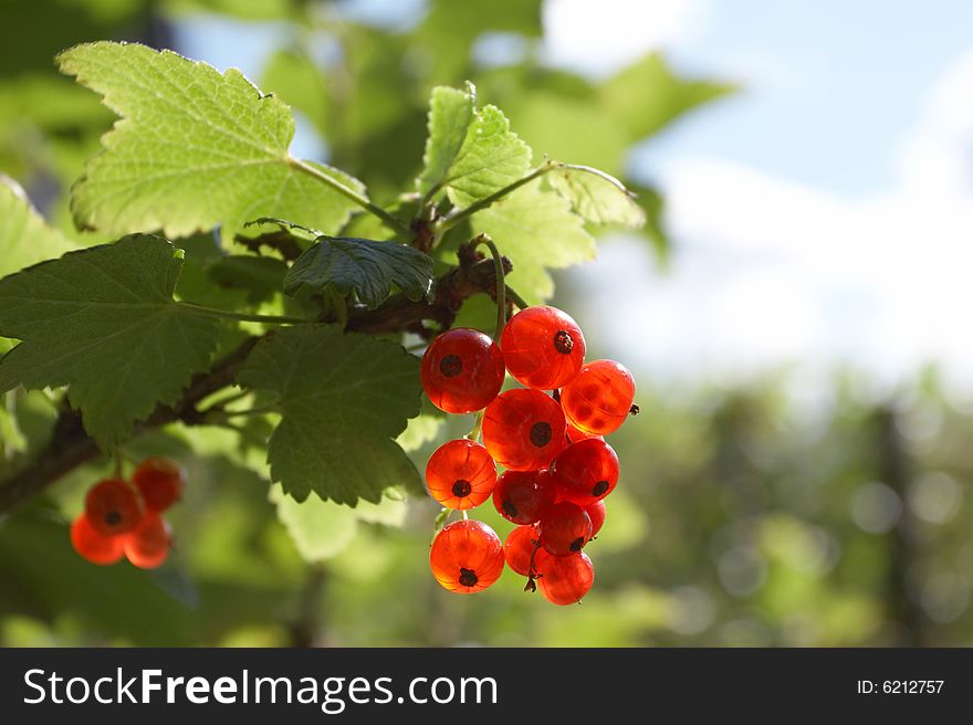 Red currant on a background of leaves