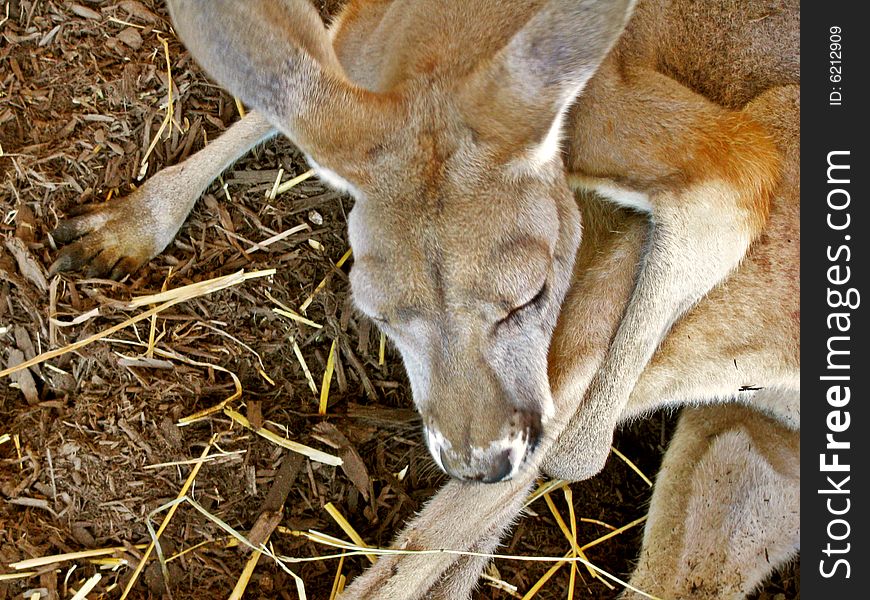 A close up shot of Joey the baby Kangaroo.