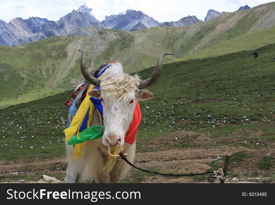 Sichuan China autumn,The blue sky,
The Sitsang altiplano Yak. Sichuan China autumn,The blue sky,
The Sitsang altiplano Yak