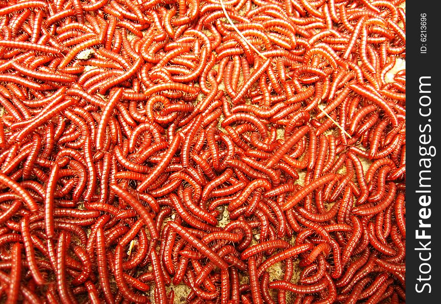 Millions of red centripid worms on each other. Millions of red centripid worms on each other