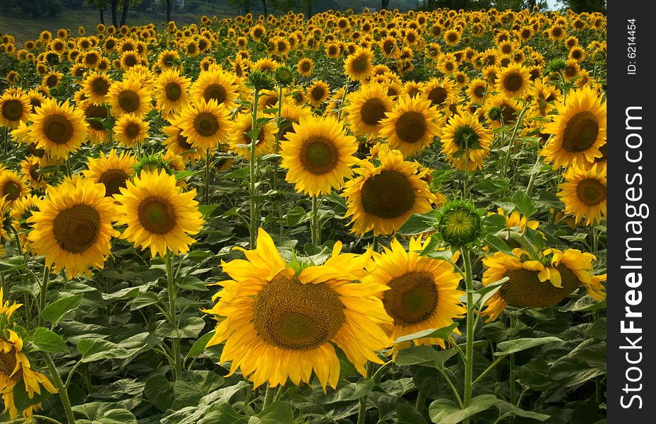 Very Large Sunflowers Field With Blue Sky At Sunny