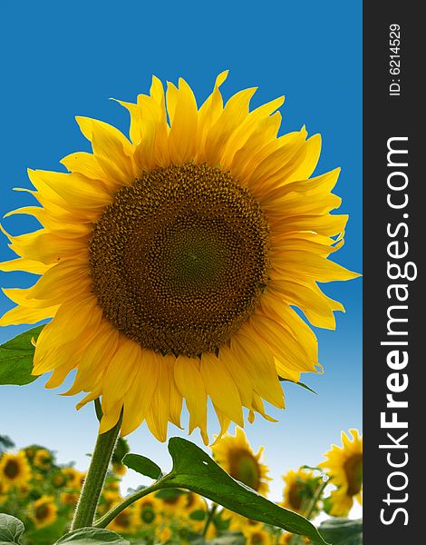 Sunflower And Blue Sky Background