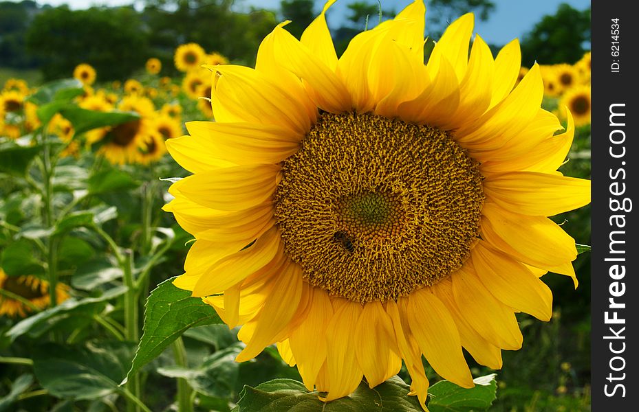 Summer field of sunflowers with sunflower isolated from others. Summer field of sunflowers with sunflower isolated from others.