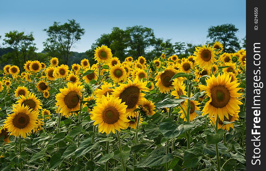 Sunflowers on a background of  sky. Sunflowers on a background of  sky