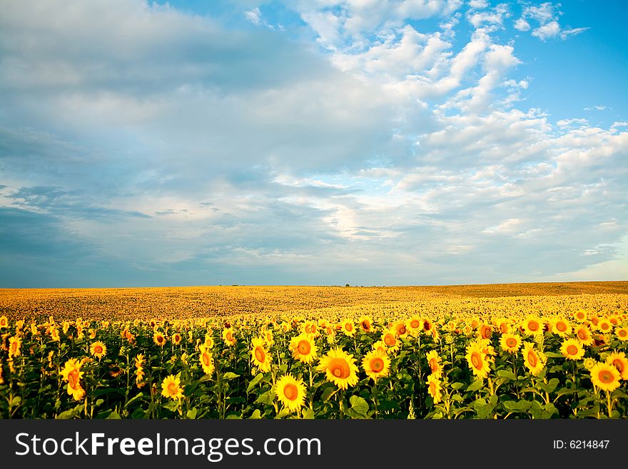 An image of a field of sunflowers. An image of a field of sunflowers