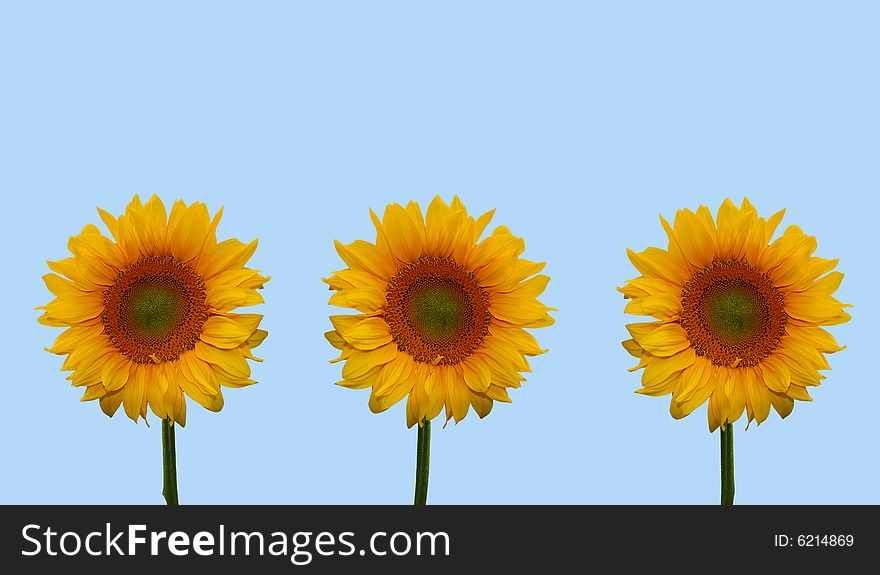 Three sunflowers on blue background