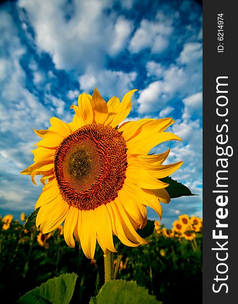 An image of sunflower on background of blue sky with white clouds. An image of sunflower on background of blue sky with white clouds