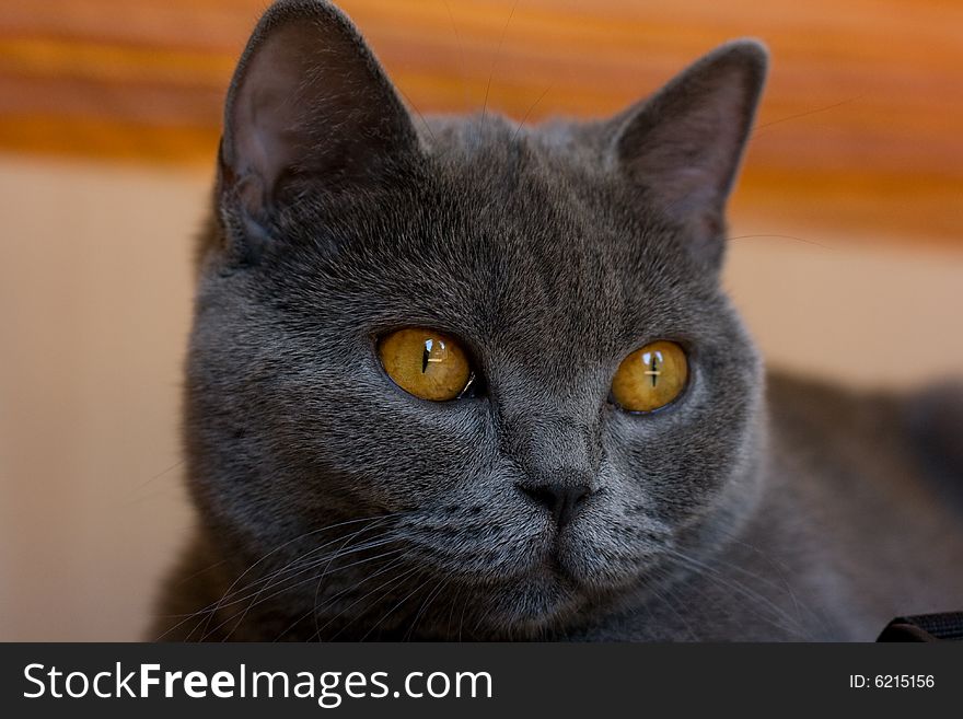 Close up of a beautiful british shorthair cat. Close up of a beautiful british shorthair cat