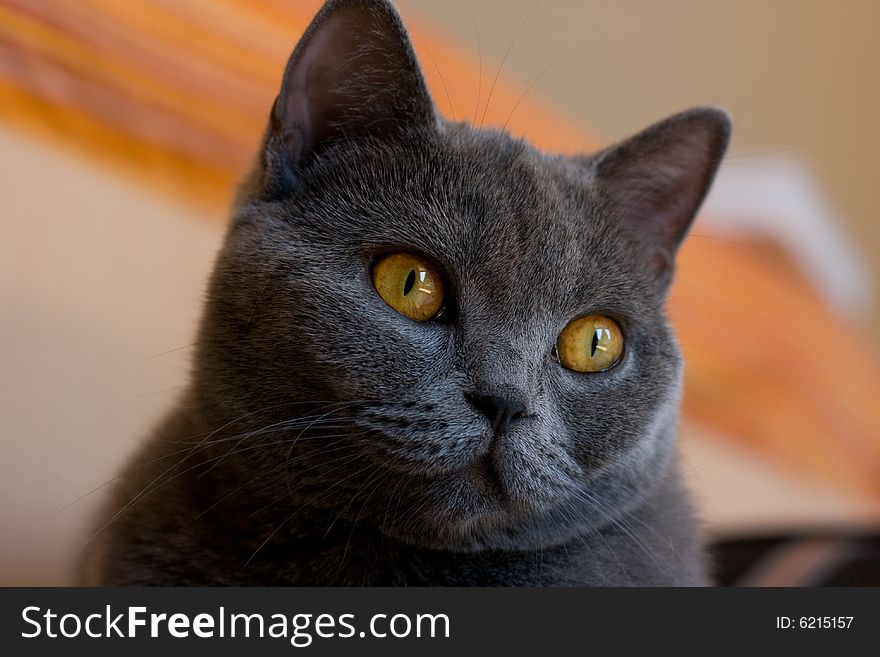 Close up of a beautiful british shorthair cat. Close up of a beautiful british shorthair cat