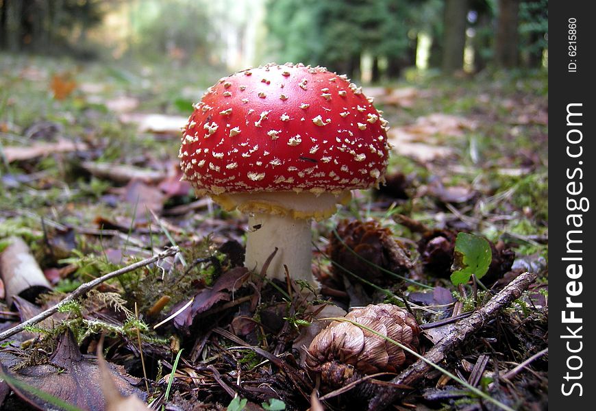 Red mushroom stading alone in the woods. Red mushroom stading alone in the woods