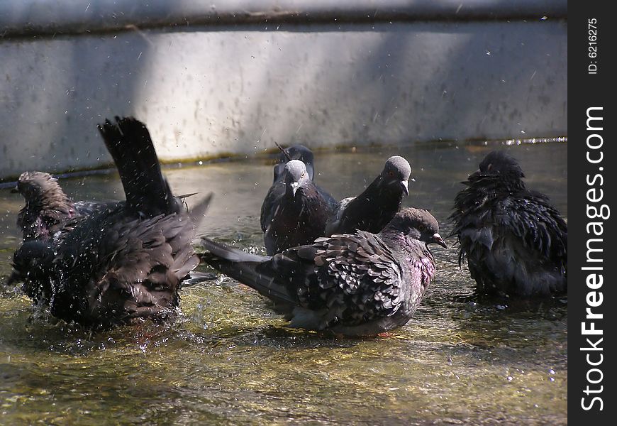 Pigeons bathe in water in a city fountain