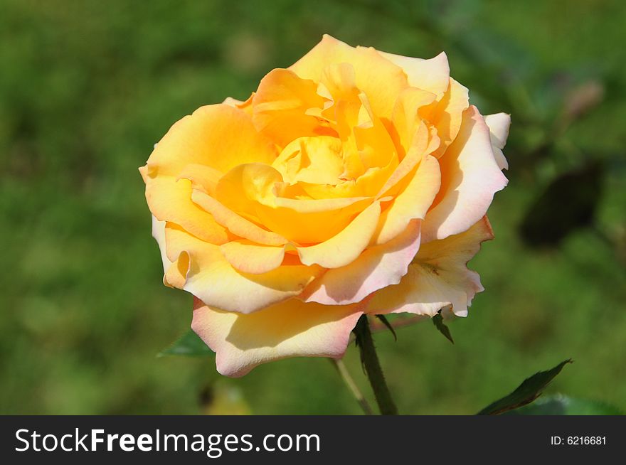 Perfect yellow rose