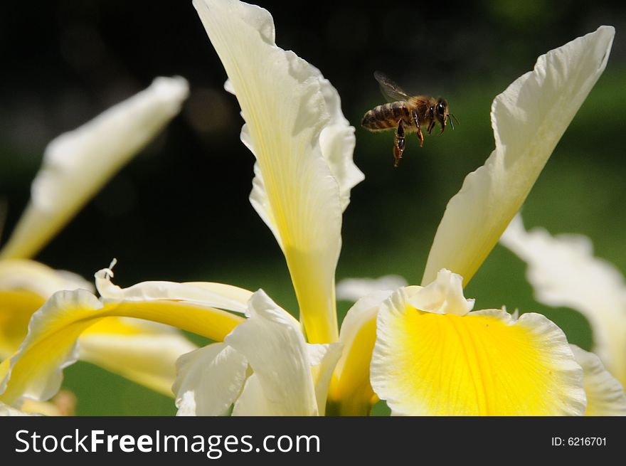 Bee Flying Over Flowers