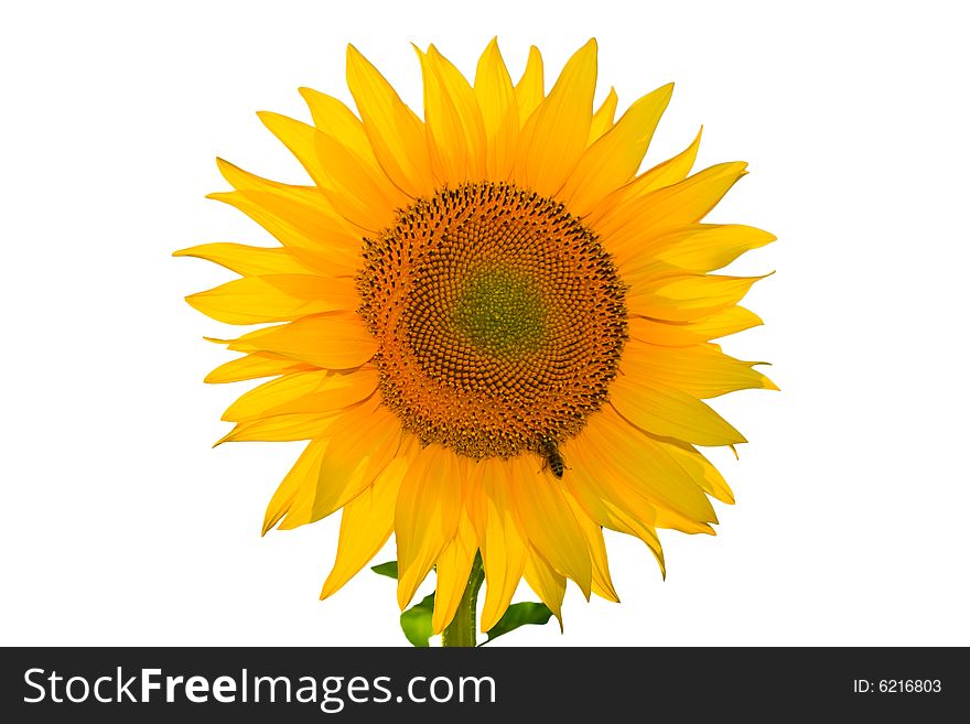 Isolated yellow sunflower on white background