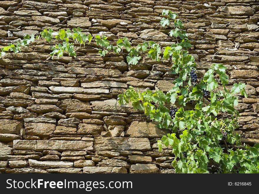 Grape plant along the wall of castle