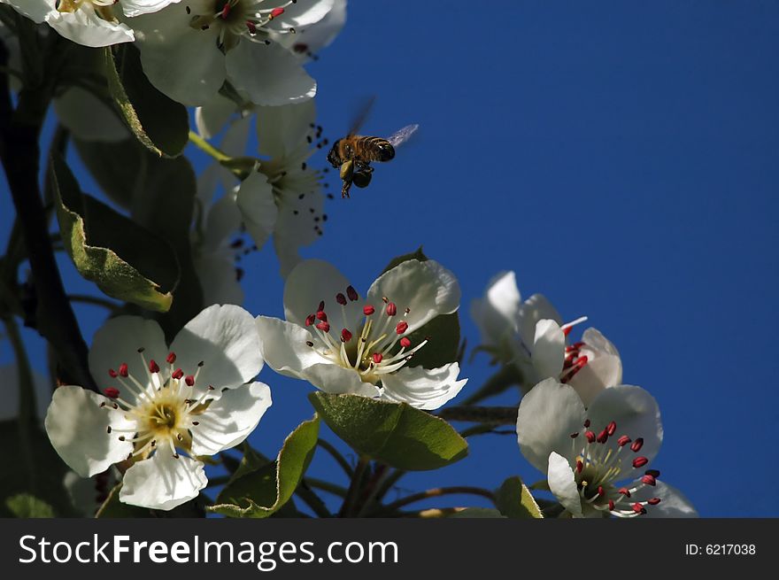 Honey bee on apple tree.