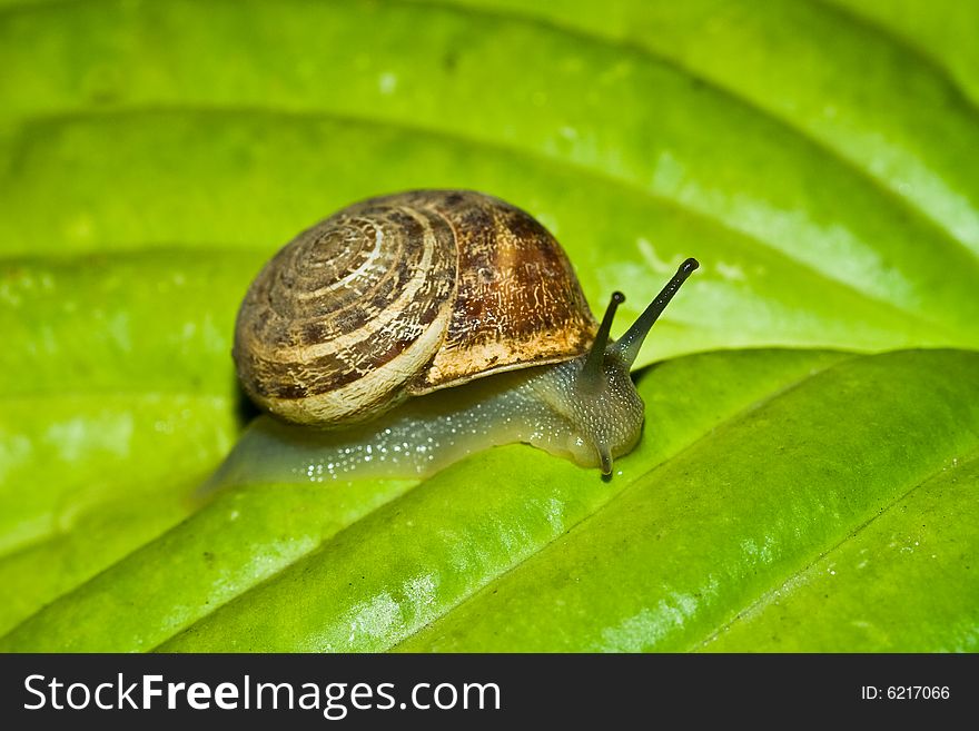 Snail on the green leaf