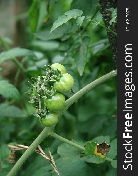 Green organic tomatoes on vine