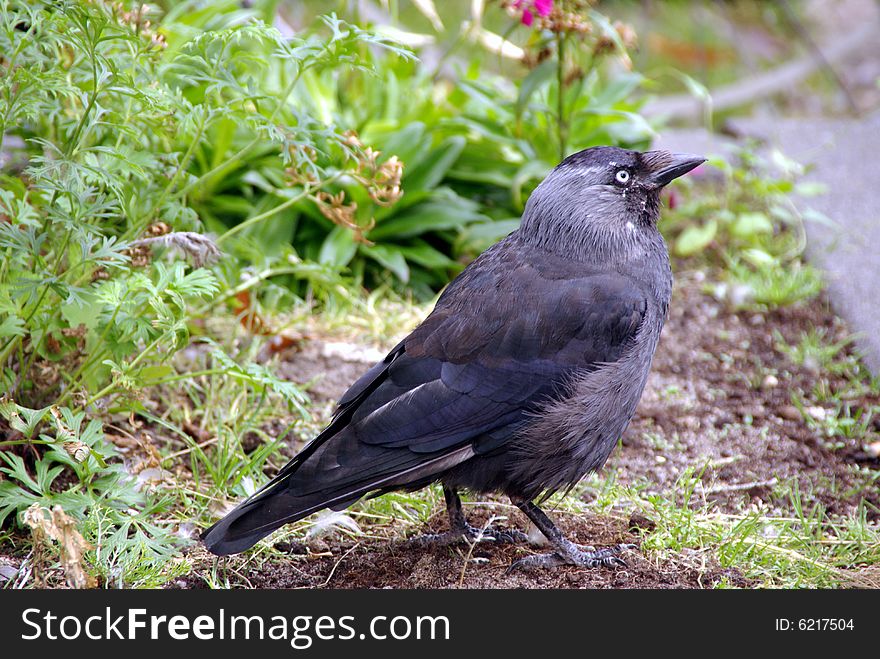 A jackdaw between grass and plants