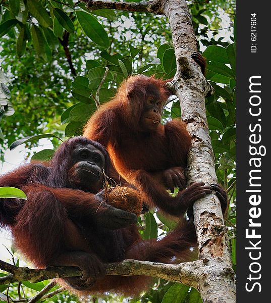 Two orangutan, in sarawak ( borneo ). Two orangutan, in sarawak ( borneo )