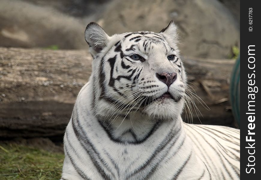 Panthera tigris (albi) bred in captivity. Panthera tigris (albi) bred in captivity