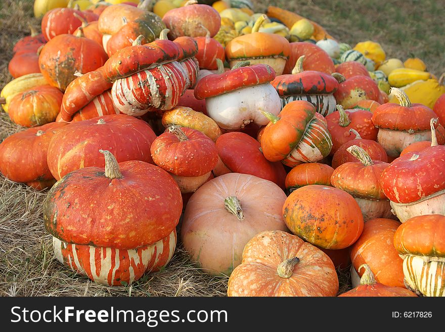 Pumpkins in the grass ready for Halloween. Pumpkins in the grass ready for Halloween