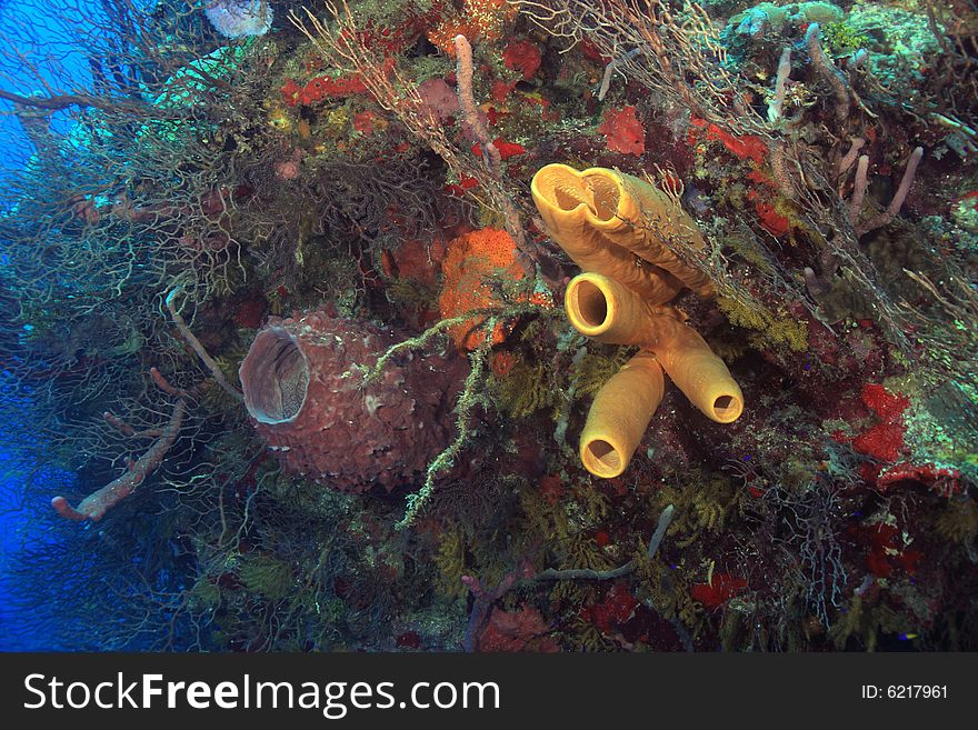 Underwater landscape of coral reef in Caribbean