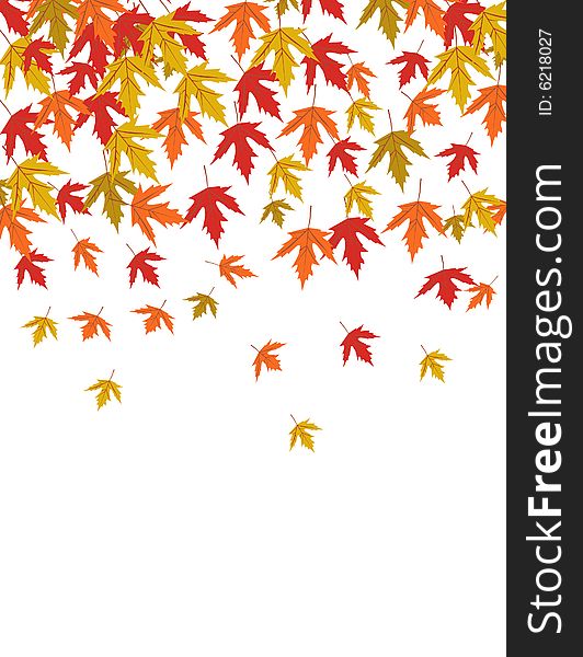 Autumn leaves vector illustration on white. Autumn leaves vector illustration on white