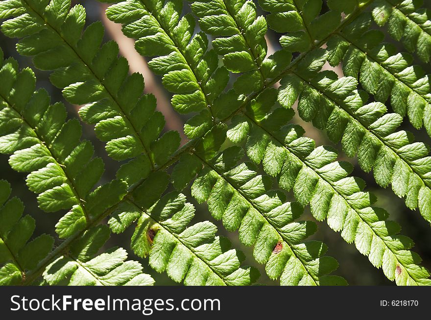 Close up a branch with green foliage