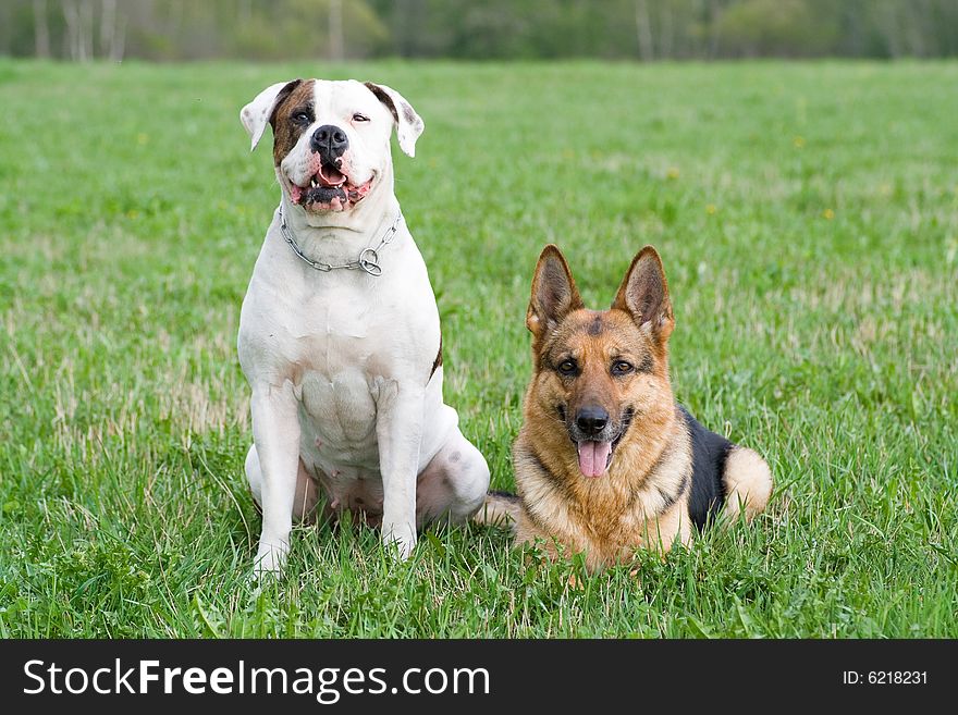 Germany shepherd and American bulldog on the grass