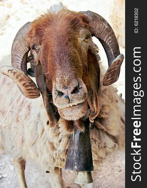 Close-up portriet of bighorn sheep