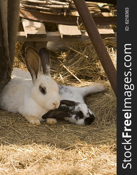 Two rabbits on a farm
