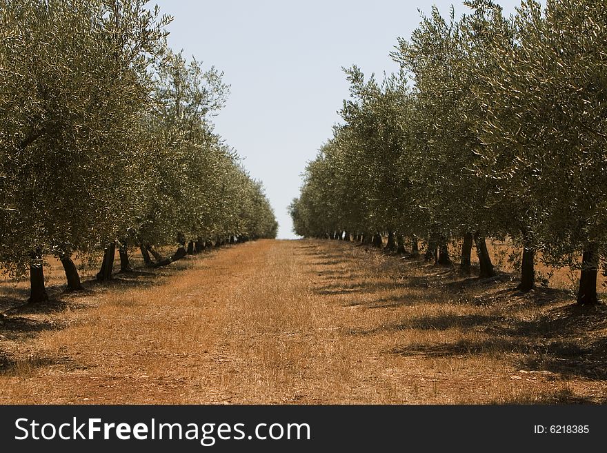 Olives tree in colored field at Istria Croatia