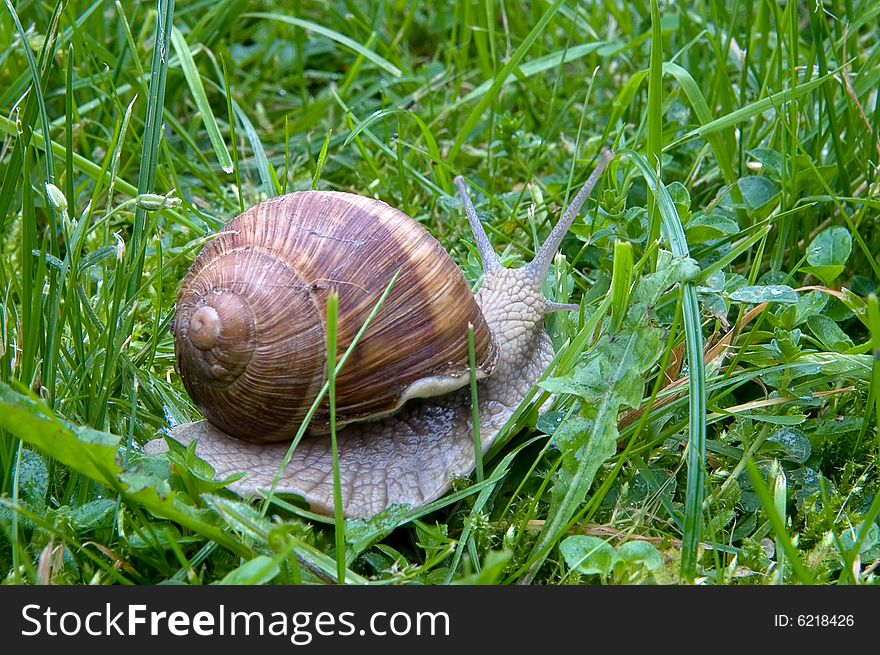 Big Snail  On A Green Grass