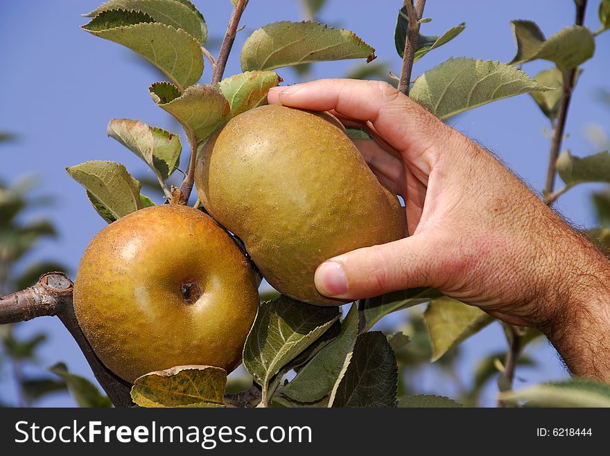 Harvest of Reneta apples in Bombarral - Portuguese, take a fruit in the tree