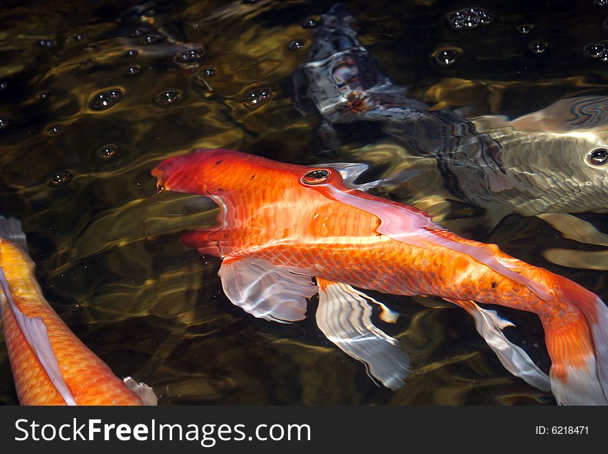 An amazing koi carp, detail