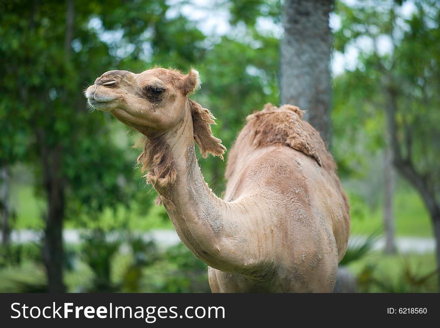 Brown Camel Outdoors in front of Trees