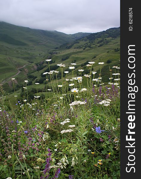 Flowers To Mountains