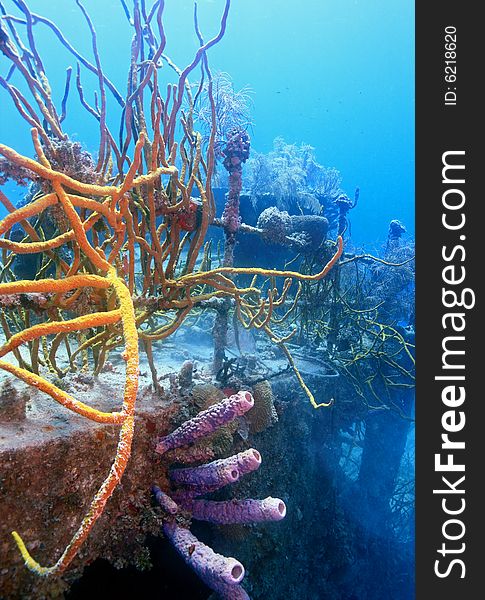 Underwater wreck of the price albert covered with coral