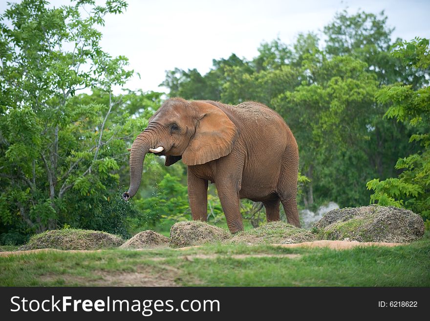 Adult Red African Elephant Walking in front of trees