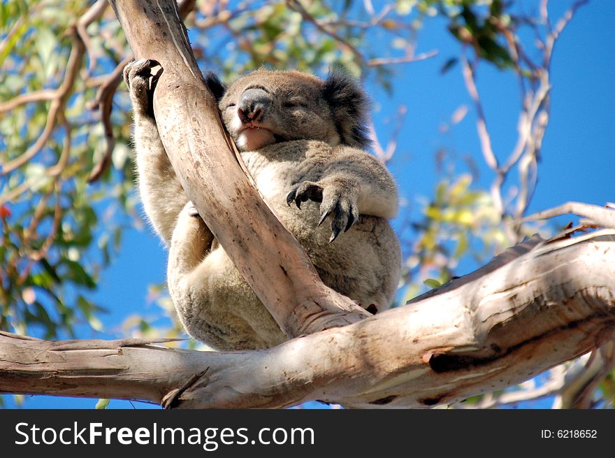 Sleeping koala on eucalyptus tree
