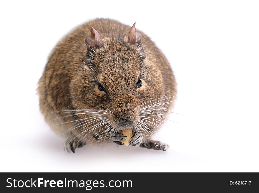 Photo of small degu during usual acts