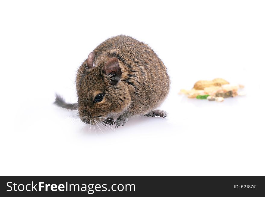 Photo of small degu during usual acts