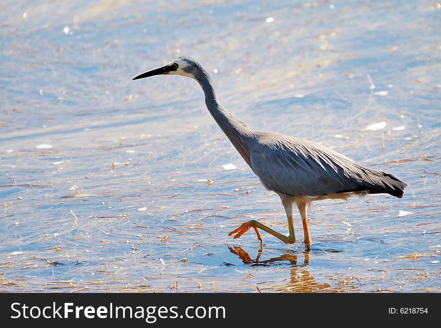 White Faced Heron walking on lagoon