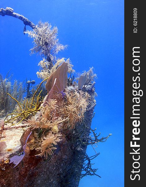 Underwater ship wreck the Prince Albert off the island of Roatan. Underwater ship wreck the Prince Albert off the island of Roatan