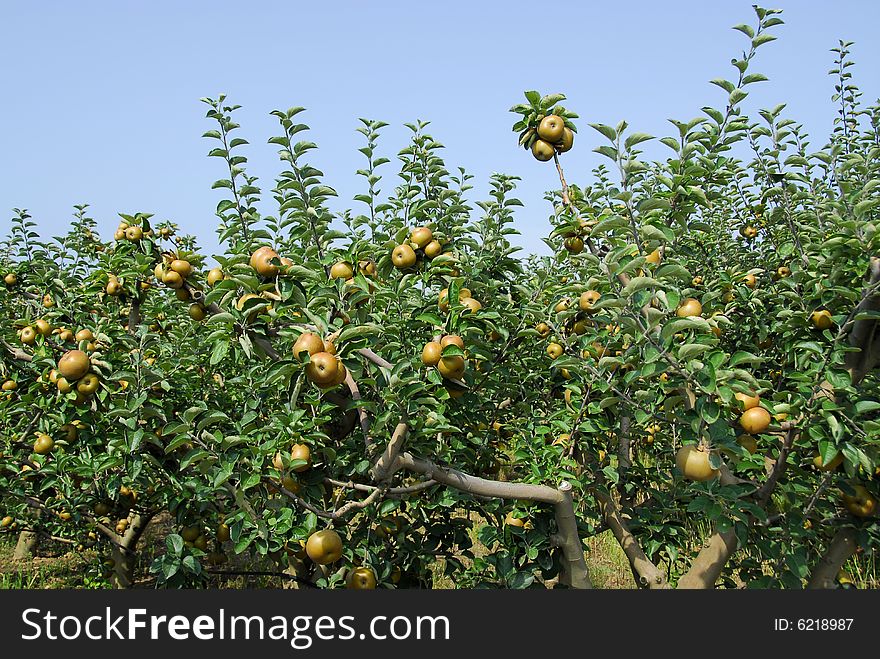 Reneta apple Tree, in Bombarral, portugal