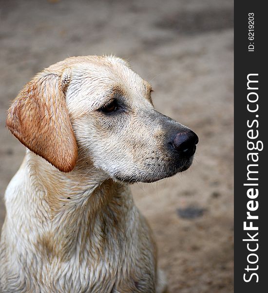 Shot of an adorable yellow labrador puppy. Shot of an adorable yellow labrador puppy