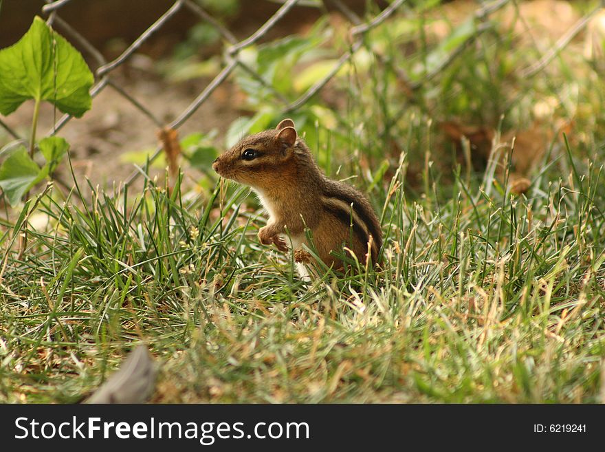 Chipmunk Looking Out for Predators