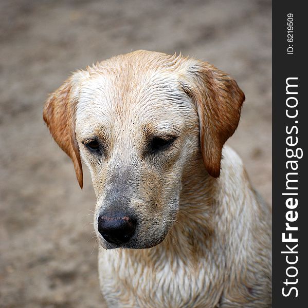 Shot of an adorable yellow labrador puppy. Shot of an adorable yellow labrador puppy