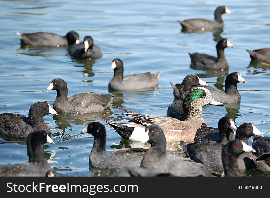 A duck swimming with a group of other ducks. A duck swimming with a group of other ducks